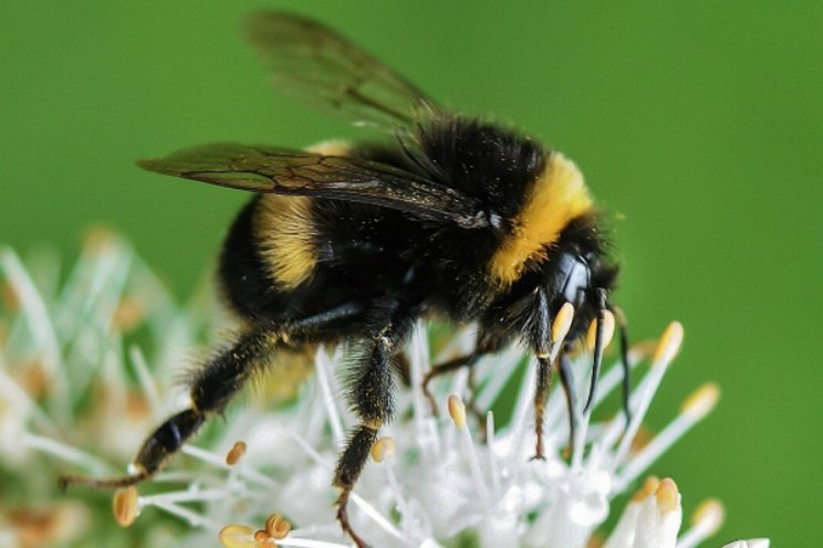 Kapitaalverhoging Biobest hefboom verdere groei Kapitaalverhoging Biobest hefboom verdere groei