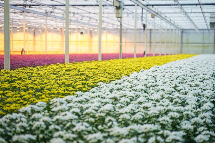 Bosbloemen komt met drie nieuwe chrysanten