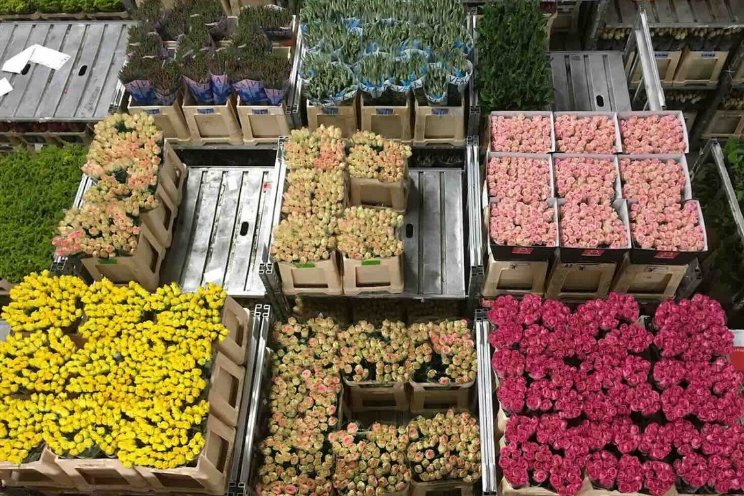 Bescheiden exportgroei bloemen en planten Bescheiden exportgroei bloemen en planten