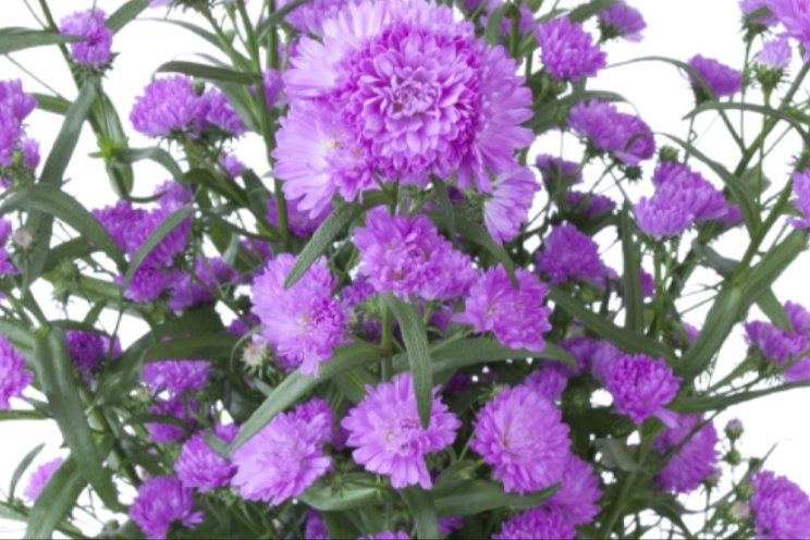 Zijdezicht start seizoen met Aster-noviteiten Zijdezicht start seizoen met Aster-noviteiten