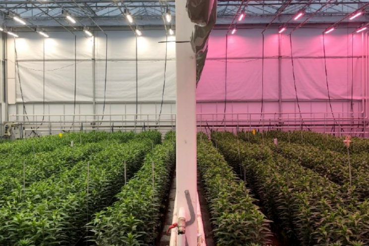 Fossielvrij lelies telen onder full-LED dichtbij Fossielvrij lelies telen onder full-LED dichtbij
