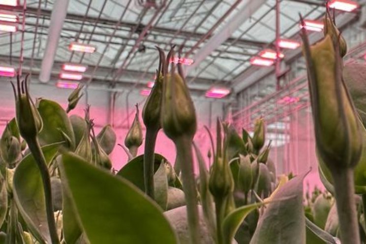 Lisianthus onder full-LED met besparing op warmte