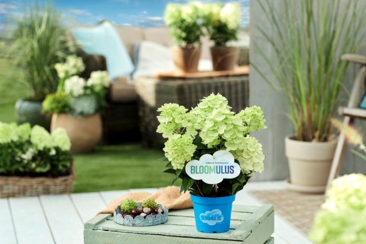 'Wolk van een hortensia' 'Wolk van een hortensia'