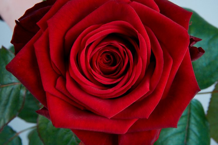 Valentijnactie bij 25-jarige Van der Drift Roses