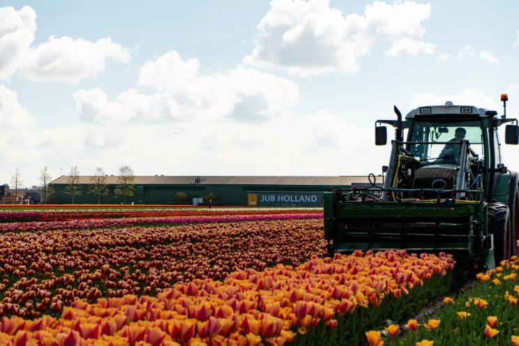 Route naar chemie-arme teelt van tulp en narcis