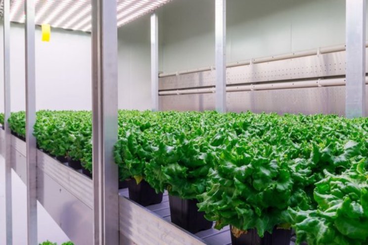 Vergelijking tuinbouw en vertical farming Vergelijking tuinbouw en vertical farming