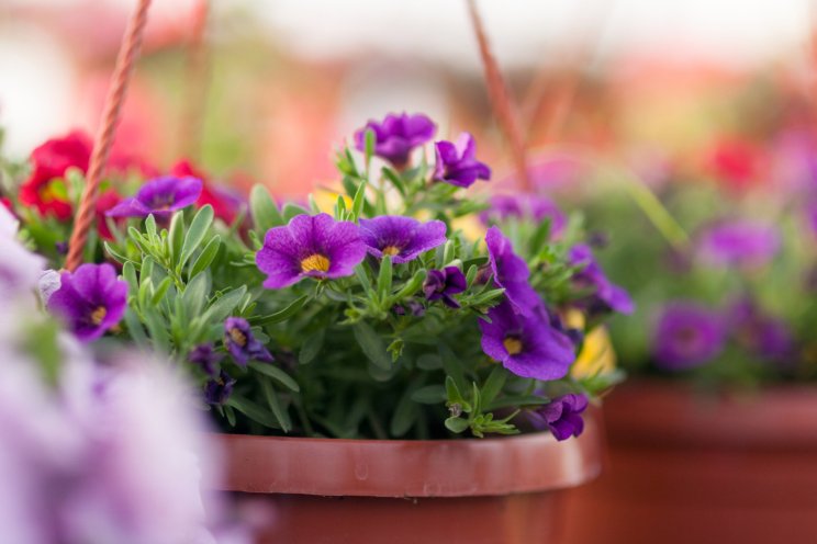 26 t/m 28 maart: Home & Garden Fair bij Vireõ 26 t/m 28 maart: Home & Garden Fair bij Vireõ