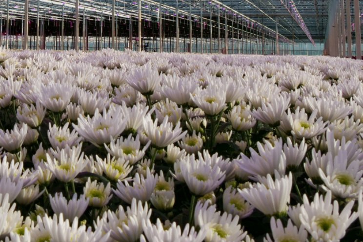 Veel potentie LOX voor plaagbestrijding Veel potentie LOX voor plaagbestrijding