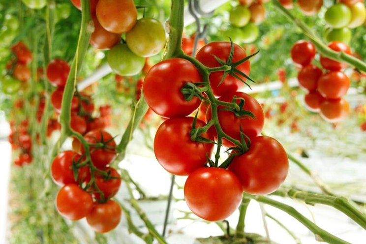 ToBRFV-resistente tomatenrassen ToBRFV-resistente tomatenrassen