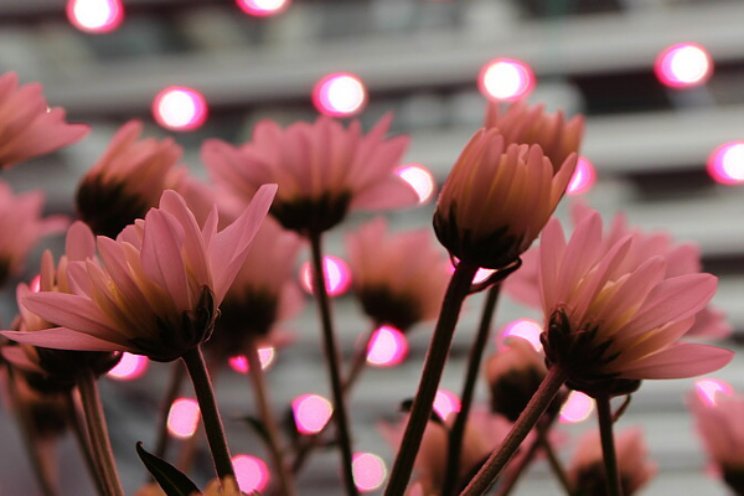 Chrysantenteelt in bloei of in de knoei? 