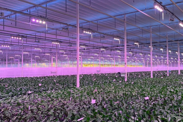 Positieve ervaringen in phalaenopsis met LED Positieve ervaringen in phalaenopsis met LED