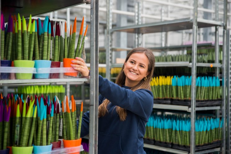 Efficiënte arbeidsplanning, productieve kerstperiode Efficiënte arbeidsplanning, productieve kerstperiode