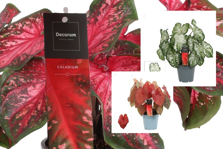 Decorum introduceert drie nieuwe Caladiumsoorten Decorum introduceert drie nieuwe Caladiumsoorten