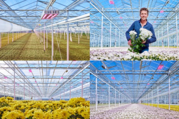 Chrysanten onder full LED in uitdagend jaar Chrysanten onder full LED in uitdagend jaar