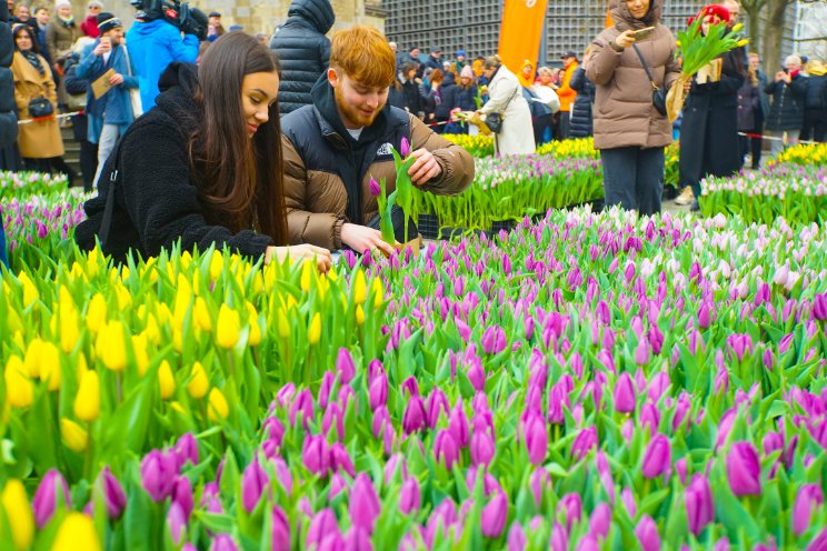 Succesvolle eerste Tulpendag in Berlijn Succesvolle eerste Tulpendag in Berlijn