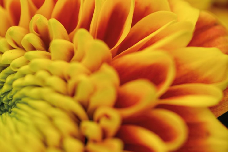 Vandaag sierteeltevent Floricode in Zoetermeer Vandaag sierteeltevent Floricode in Zoetermeer