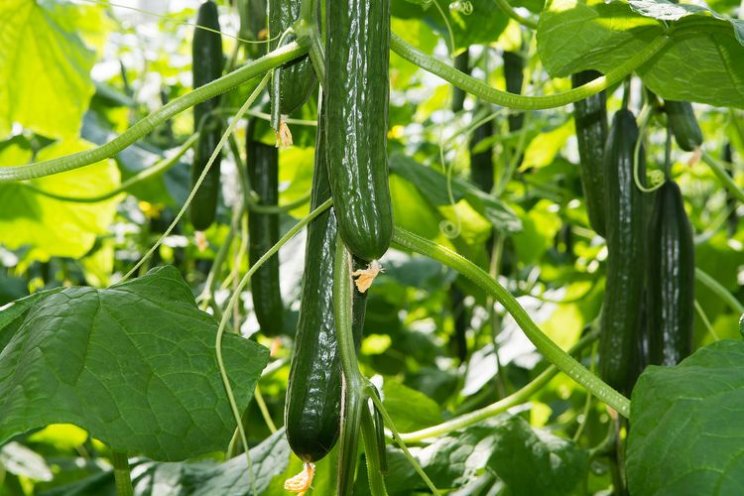 Compost vergroot plantweerbaarheid
