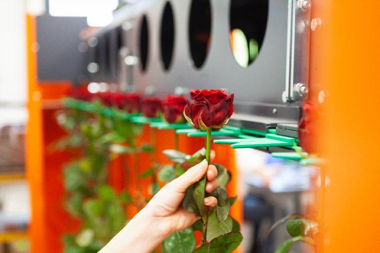 Bercomex op IFTF met vernieuwde Rosematic Bercomex op IFTF met vernieuwde Rosematic