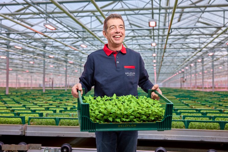 Deliflor verbetert stekproductie met LED