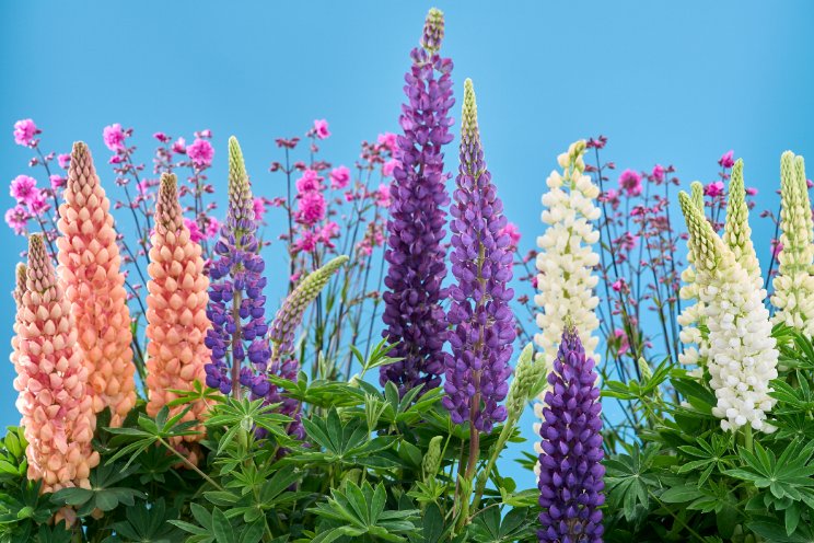 Colour your Season Fair Colour your Season Fair