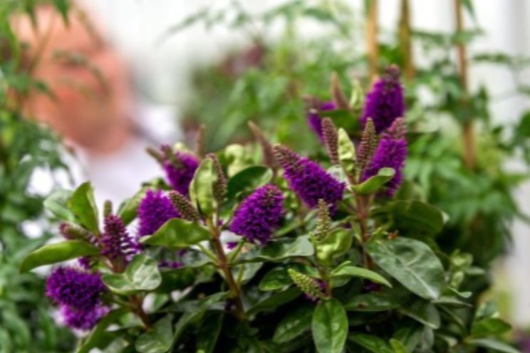 HD Plants levert eerste Hebe Addenda uit HD Plants levert eerste Hebe Addenda uit