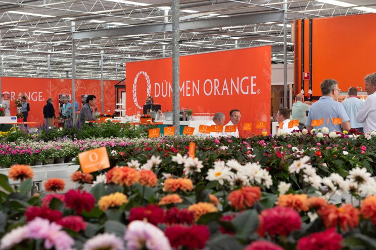 Dümmen Orange op één plek tijdens Flower Trials Dümmen Orange op één plek tijdens Flower Trials
