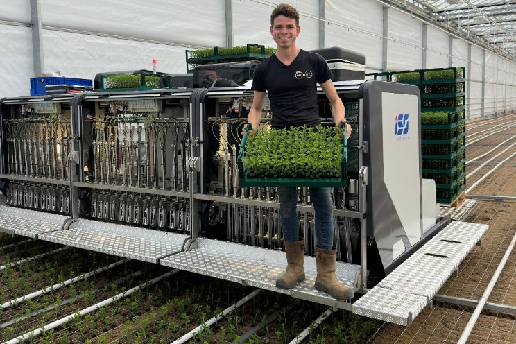 Eerste stekken in pluggen bij Infinity Chrysanten