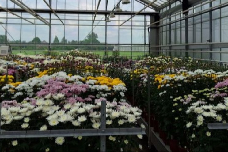 Verticillium dahliae in teelt chrysant voorkomen Verticillium dahliae in teelt chrysant voorkomen
