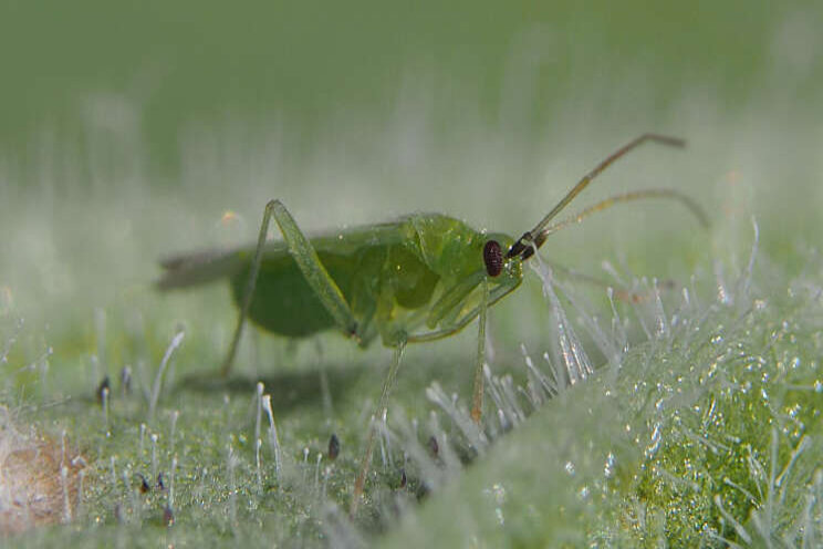 Macrolophus-System profiteert van zonnig weer