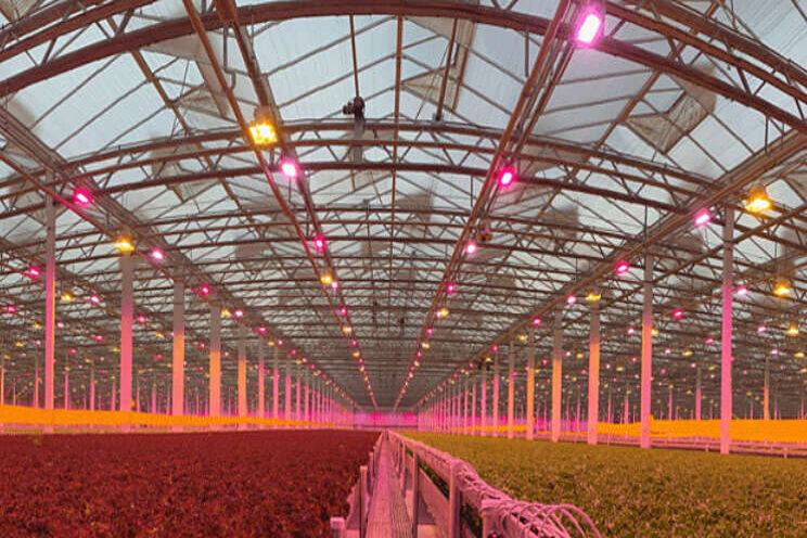 Little Leaf Farms kiest watergekoelde LED Little Leaf Farms kiest watergekoelde LED