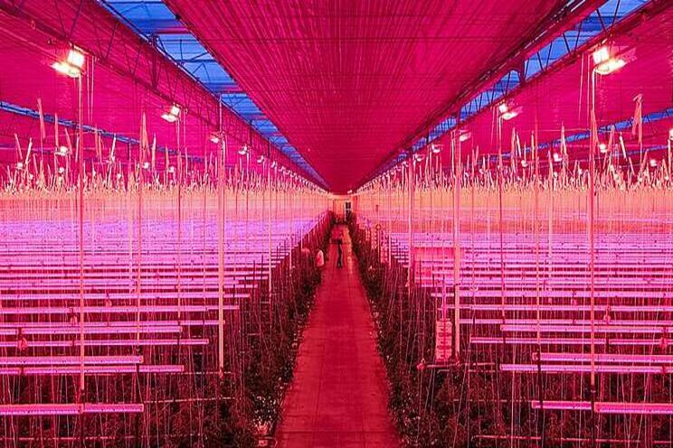 Groeilicht in tuinbouw op maat geïnstalleerd Groeilicht in tuinbouw op maat geïnstalleerd
