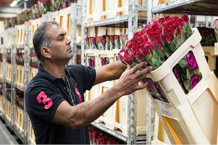 Hogere middenprijs door schaarste op rozenmarkt